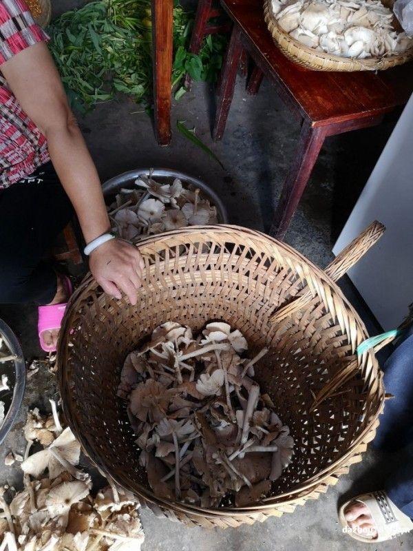 捡回来的伞把菇用背篓装
