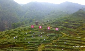 大竹县种植的“巴蜀玉叶”白茶,特产白茶的的各种功效