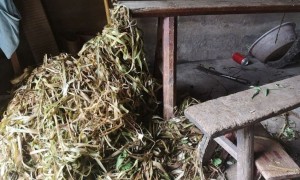 2021年大竹青麻多少钱一斤?