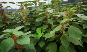 大竹县第三季的青麻开始收割了,青麻籽比较的多。