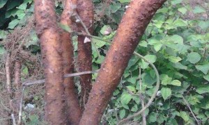 苎麻叶子和根的作用和功效