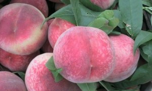 大竹秦王桃图片,看到留口水