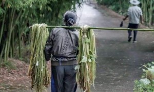 大竹苧麻植物图片欣赏大全