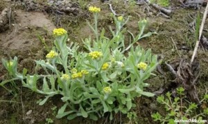 达州清明草的功效有哪些作用有哪些