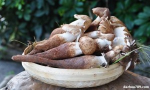 捡回来新鲜的伞把菇怎么长期保存起来,想吃就吃