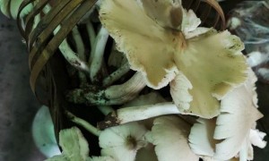 去年的伞把菇生长的特别的多,看下去永胜镇找的伞把菇图片