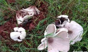 吃伞把菇的注意事项有哪些?有什么禁忌