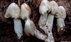 土里面鸡枞菌菇的图片欣赏,看起来真舒服