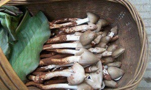 伞把菇的功效和作用都哪些呢?带你来了解下